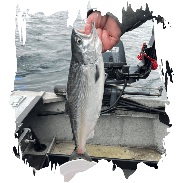 Fish Intimidators Kokanee fishing guide