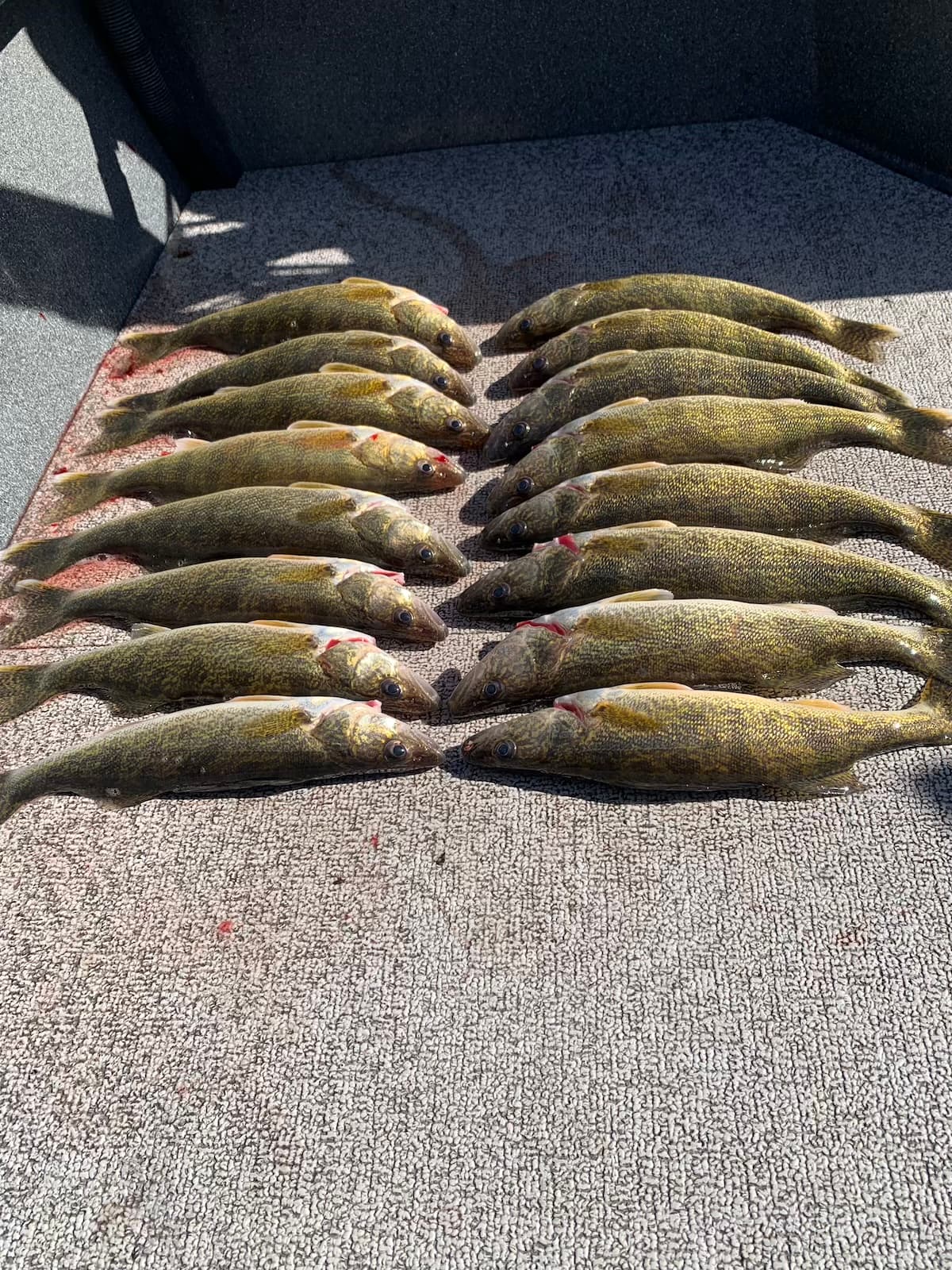 Large walleye catch displayed on boat deck from Columbia River guided trip