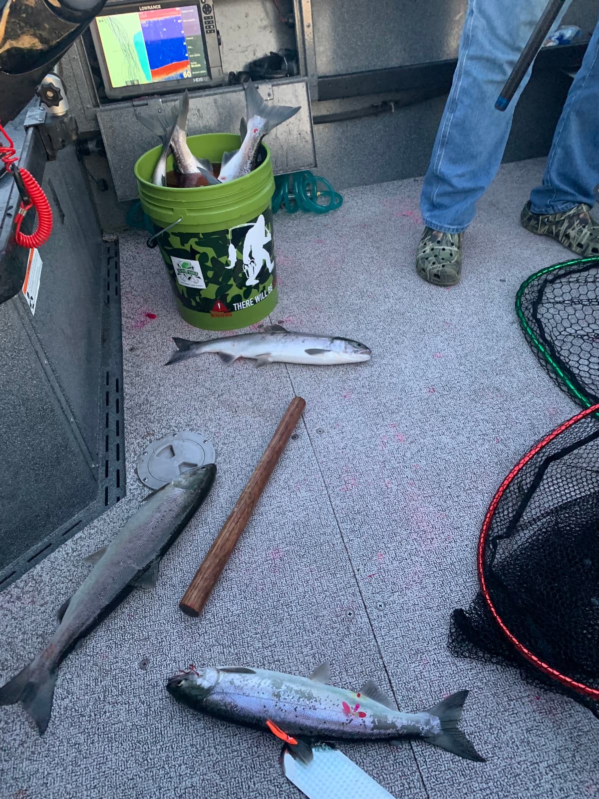 Fresh salmon and sockeye catch in bucket on guided fishing boat deck