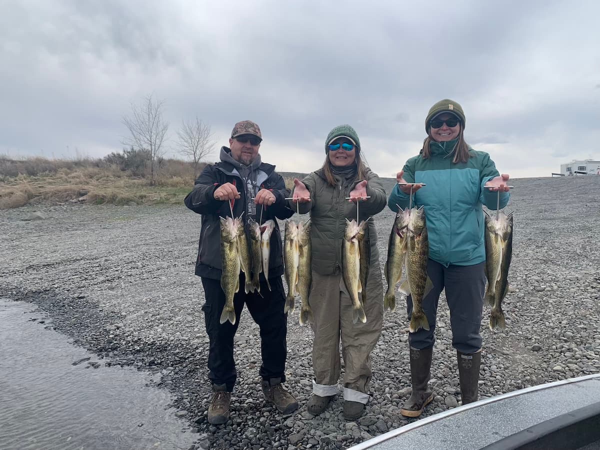 Three anglers showing off walleye haul on guided fishing trip in Washington