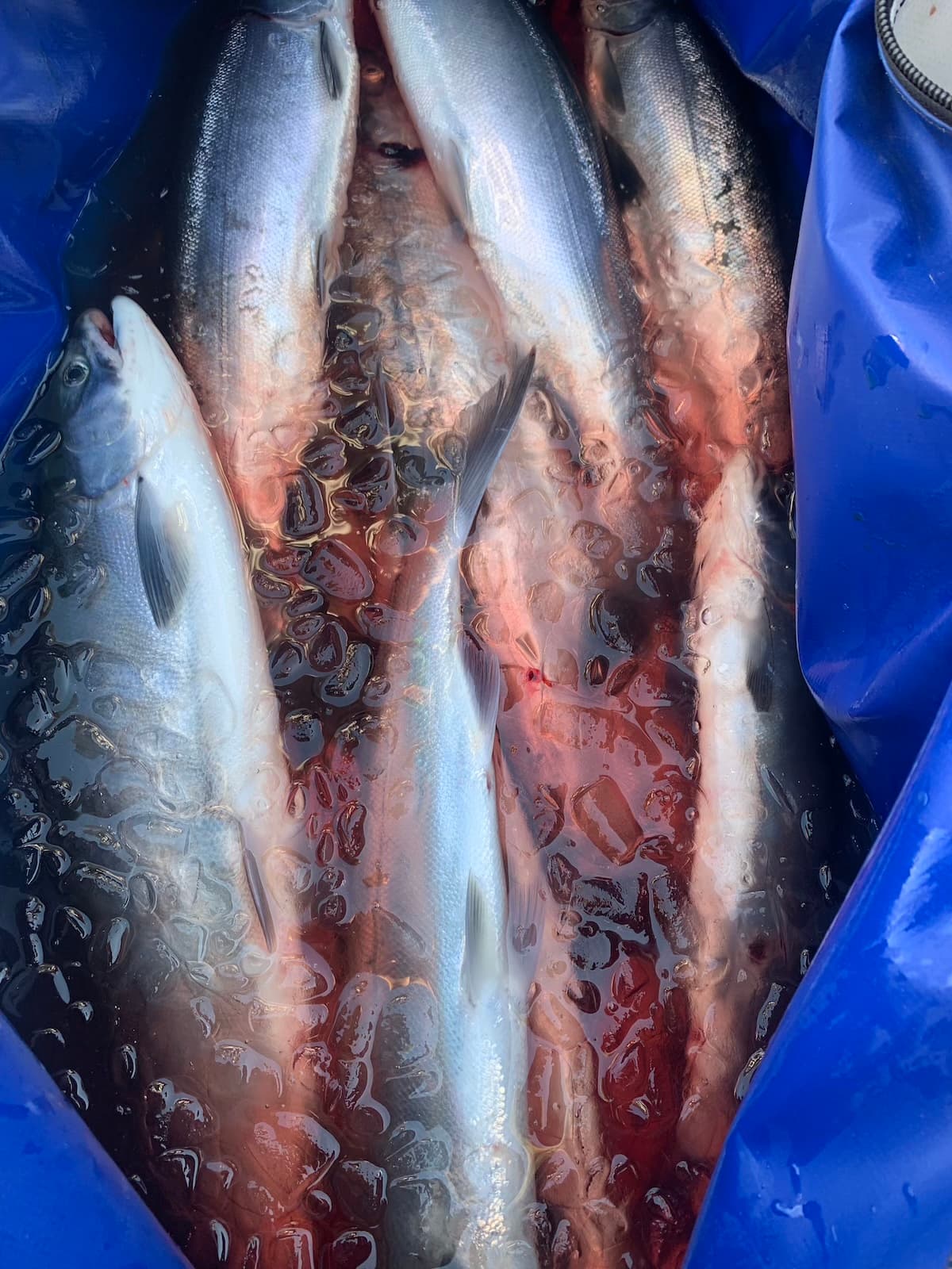 Fresh kokanee salmon on ice after successful guided fishing trip in Washington