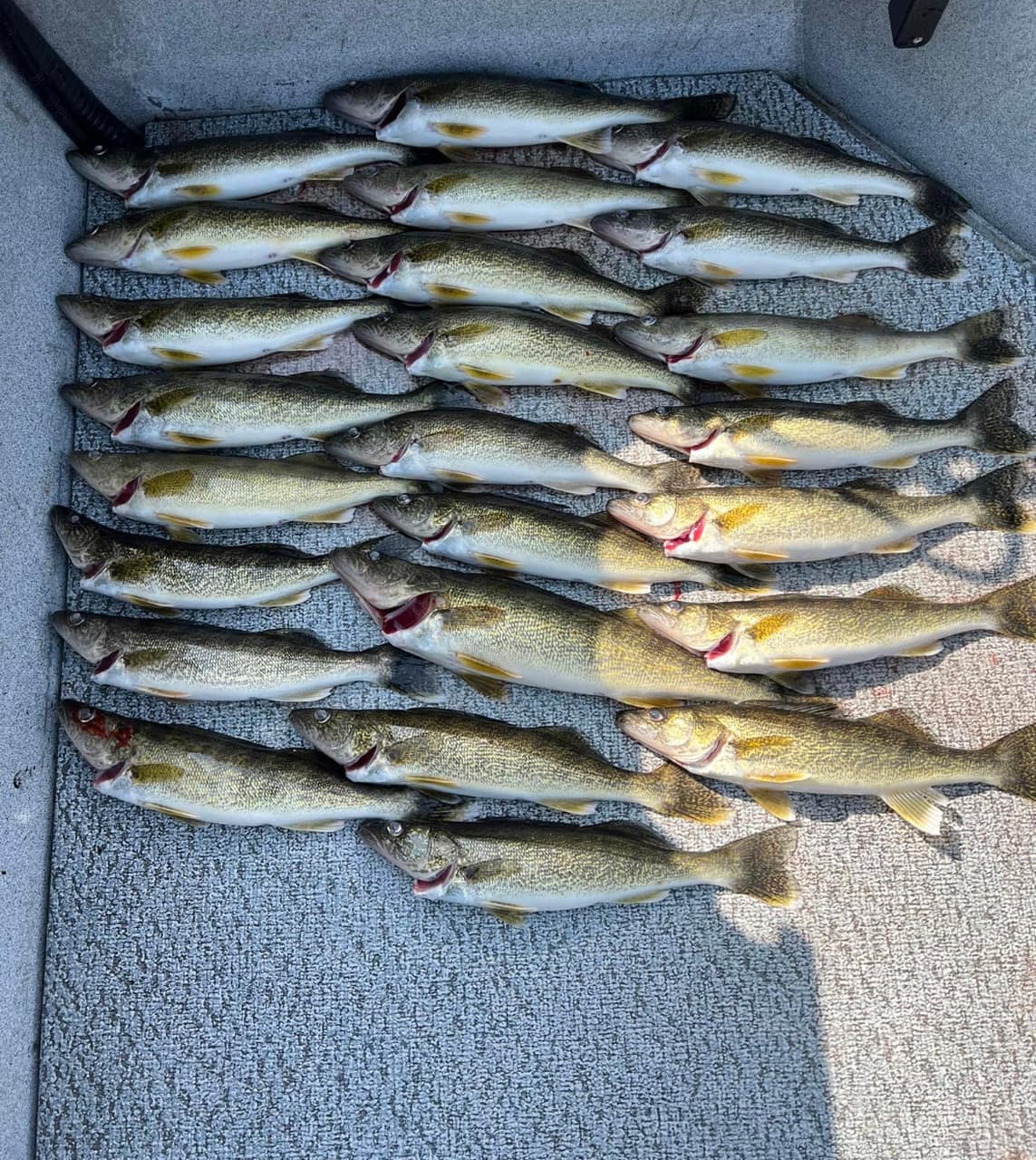 Fish Intimidators Fish Intimidators trip 15