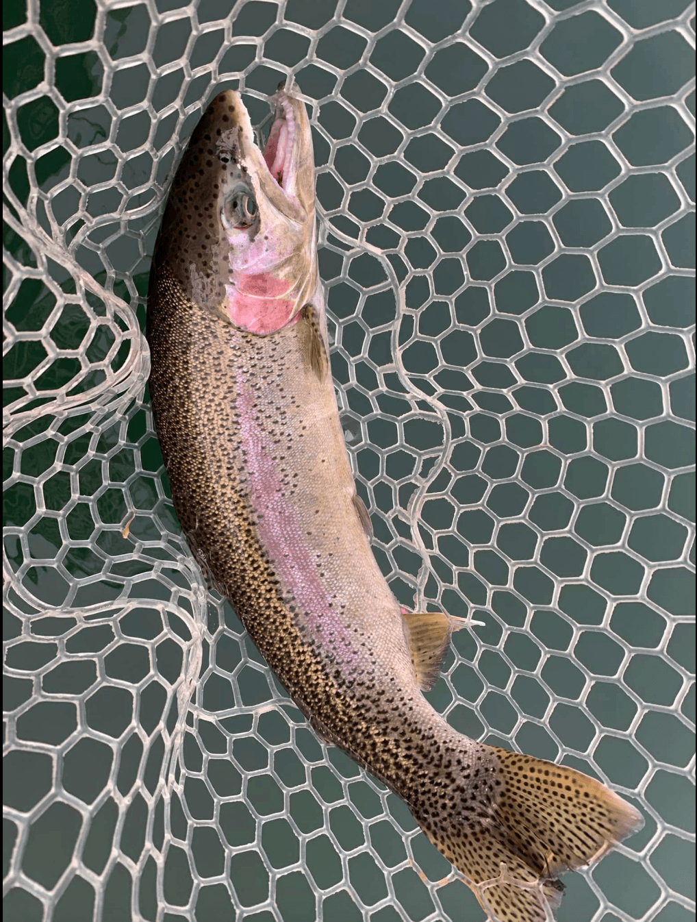 Fish Intimidators Trout fishing locations in Washington