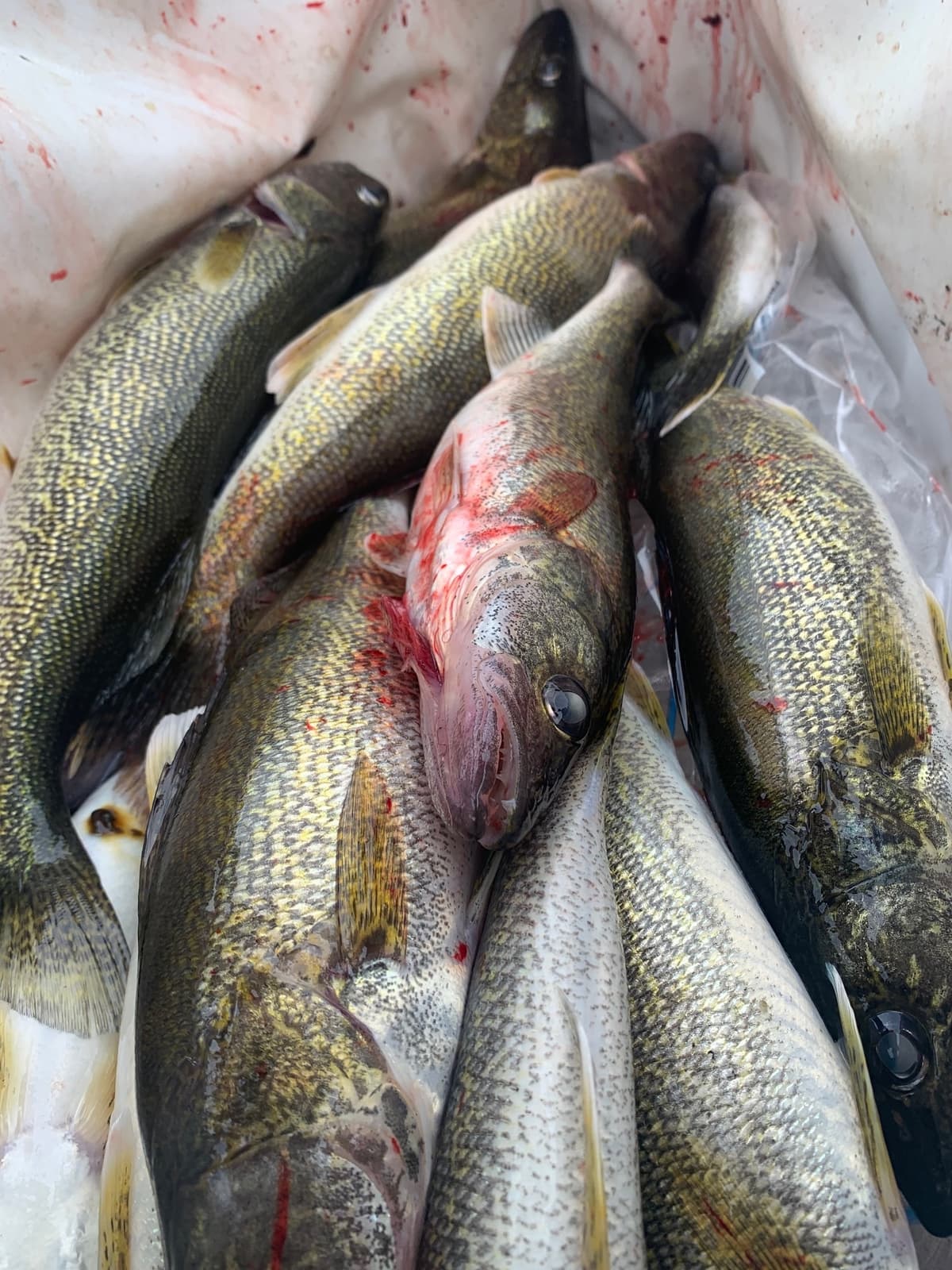 Fresh walleye in bag from guided fishing trip in Washington